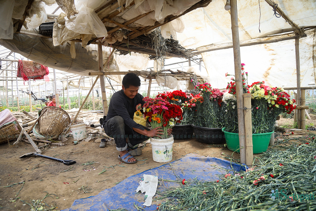 https://www.setopati.com/uploads/shares/किनमेल/कृषि/तस्बिरहरु/Flower dumping (1).jpg